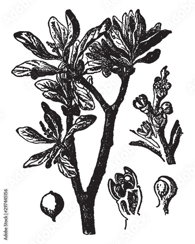 Loranthus Europaes vintage illustration.