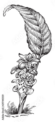 Curcuma Petiolata vintage illustration.