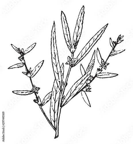 Ludwigia vintage illustration.