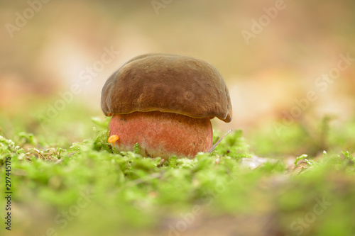 Boletus luridiformis- The Scarletina Bolete