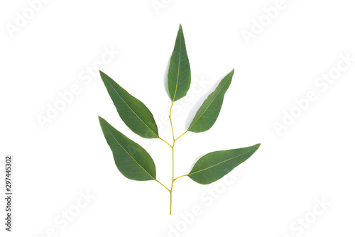 Eucalyptus leaves isolated on white background. Large file. 