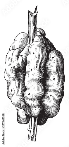 Blackberry Knot, gall, diameter, multipal, chambers vintage illustration.