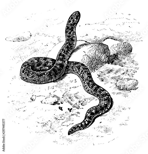 Javelin Sand Boa, vintage illustration.