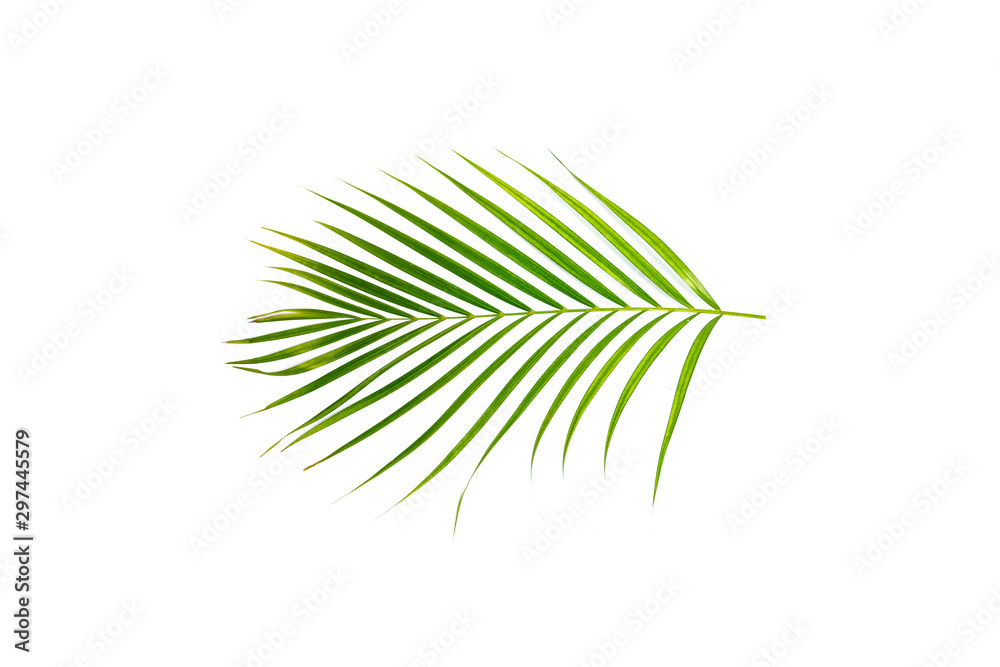Fototapeta premium green leaf of palm tree on white background