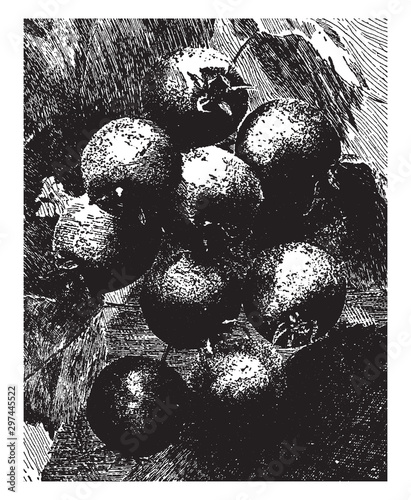 Pomes of Hawthorn vintage illustration.