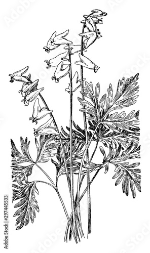 Dutchman's Breeches vintage illustration.