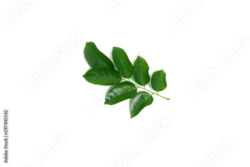 Siamese Rosewood leaves isolated on white background.Dalbergia cochinchinensis Pierre.Green leaf.
