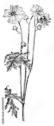 Musk Mallow vintage illustration.