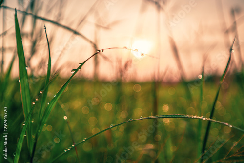 Bokeh drops of dew on the top of the grass against the morning sun With a rice field as a backdrop.soft focus.