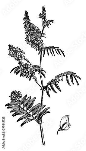 Flower Stem and Detached Single Flower of Galega Orientalis vintage illustration.