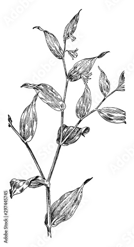 S. Roseus vintage illustration.