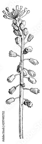 Raceme of Muscari Comosum vintage illustration.