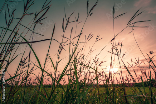 Bokeh drops of dew on the top of the grass against the morning sun With a rice field as a backdrop.soft focus.