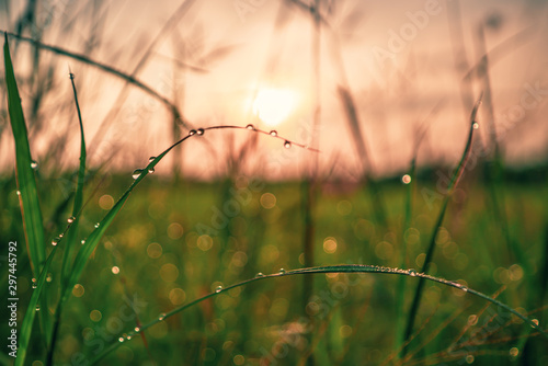 Bokeh drops of dew on the top of the grass against the morning sun With a rice field as a backdrop.soft focus.