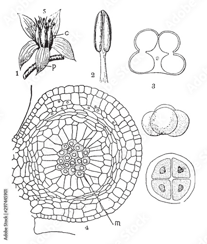 Angiosperm vintage illustration. photo