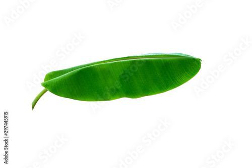 Green Banana leaves isolated on white background