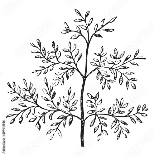 Leaf vintage illustration.