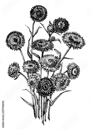 Bunch of Helichrysums Everlasting Flowers vintage illustration.