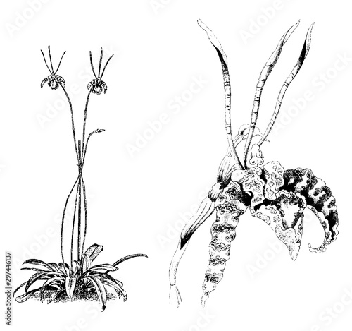 Habit and Detached Flower of Oncidium Papilio vintage illustration.