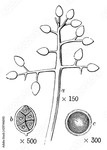 Peronospora Nivea vintage illustration. photo