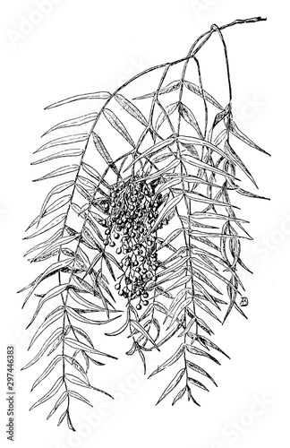 Schinus Foliage vintage illustration.