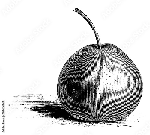 Passe Crassane Pear vintage illustration.