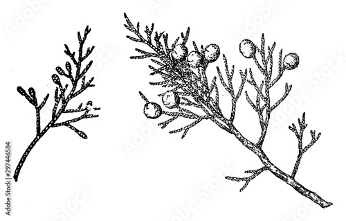 Branch of Western Juniper vintage illustration.