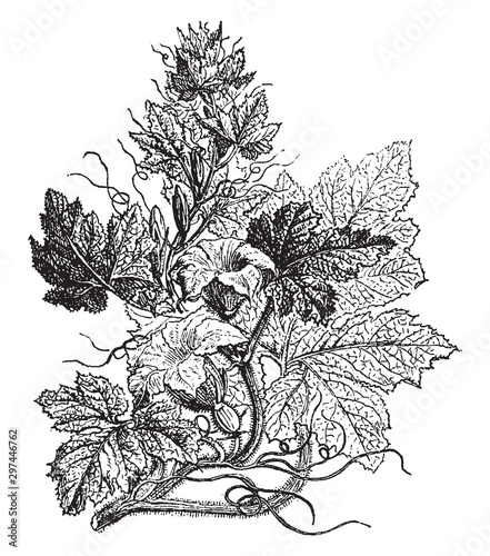 Cucurbita vintage illustration.
