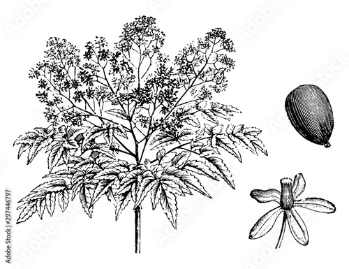 Melia Azedarach Floribunda vintage illustration.