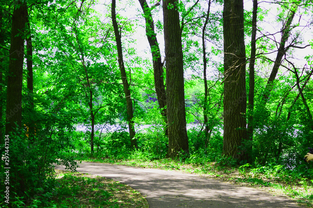 Obraz premium path in the forest