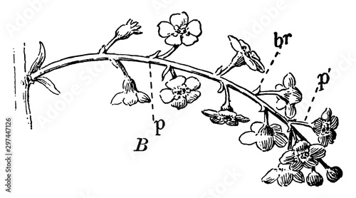 Redcurrant Raceme vintage illustration.