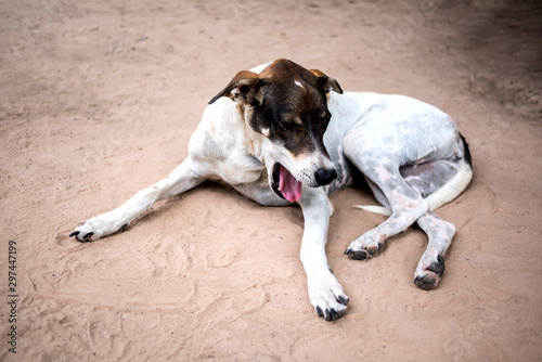 Homeless Thai dogs sleep on dirty ground.