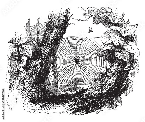 Garden spiders, vintage illustration.