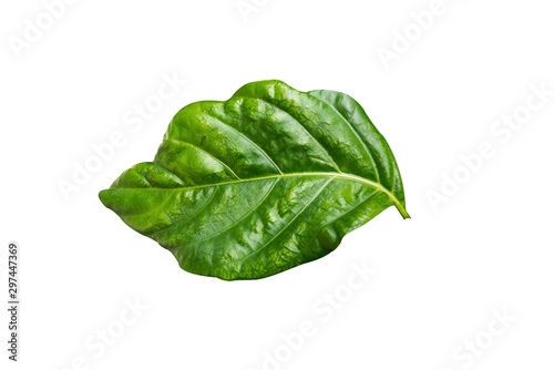 Great morinda green leaf isolated on white background , Indian mulberry, noni, beach mulberry, cheese fruit