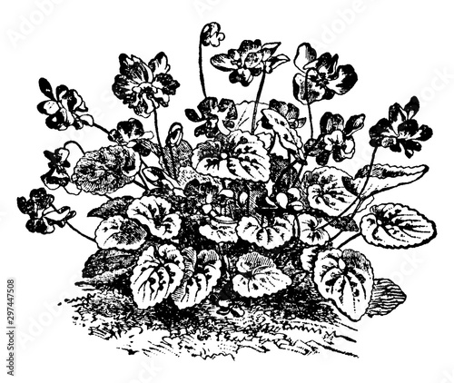 Violet, Marie Louise vintage illustration.