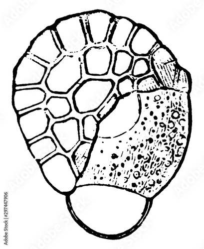 Germinating Spore of the Common Polypody vintage illustration. photo