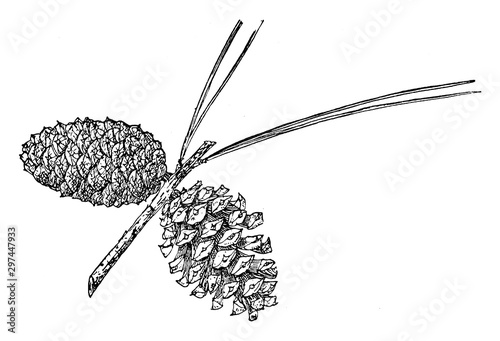 Pine Cone of Spruce Pine vintage illustration.