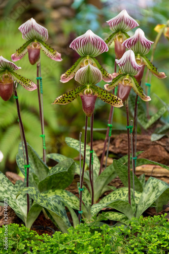 exotic yellow green red brown tropical orchid species Paphiopedilum villosum lady's slipper flower branch closeup with green leaves against garden background photo