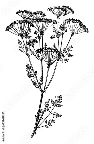 Poison hemlock vintage illustration.