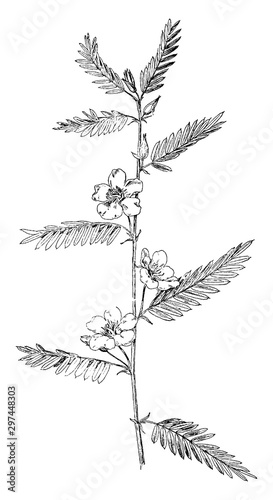 Partridge Pea vintage illustration.