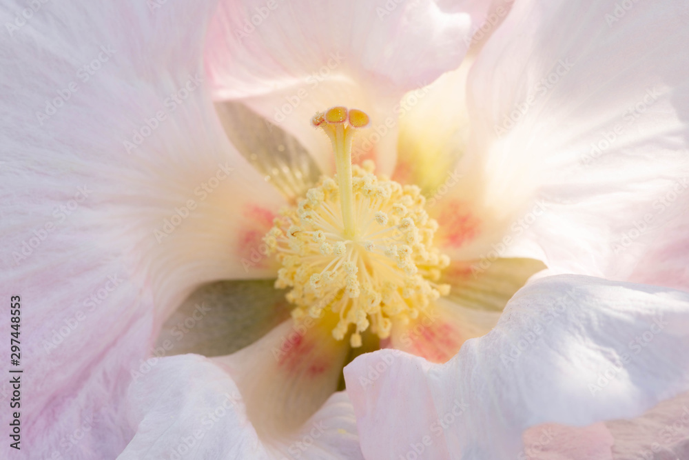 Obraz premium 白い花のアップ