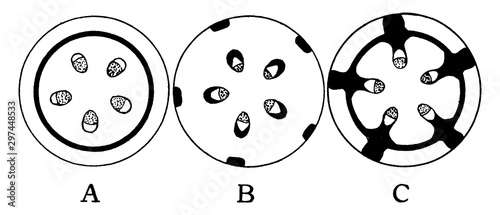 Bast Fibers vintage illustration.