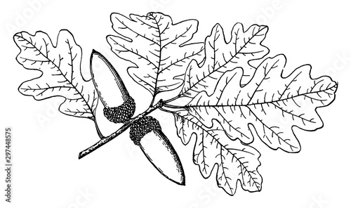 Branch of Valley Oak vintage illustration.