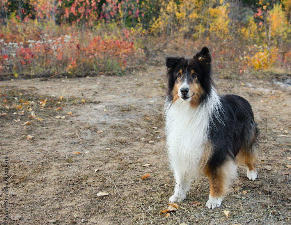 Shetland Sheepdog Autumn Fall Look