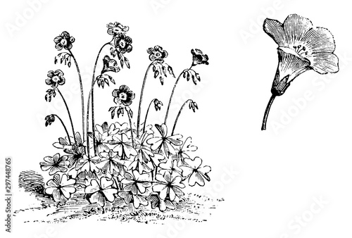 Habit and Detached Flower of Oxalis Tetraphylla vintage illustration. photo