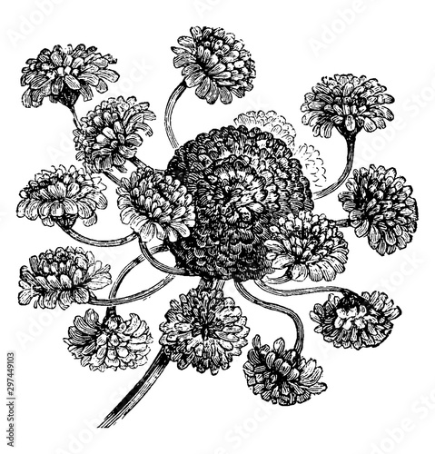 Hens and Chickens Daisy (Bellis Perennis Prolifera) vintage illustration.