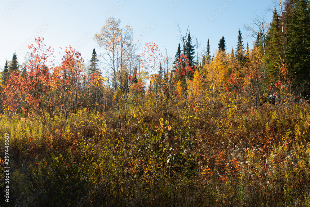 Fall Season Landscape Scenery Colorful Bright Day