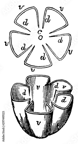 Septicidal Dehiscence vintage illustration.