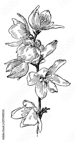 Member, lily, family, lump, pointed, leaves, flowering, stalk vintage illustration.