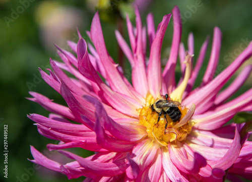 Bee on dahlia © Stefanie